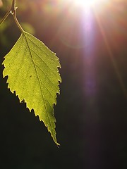 Image showing Leaf