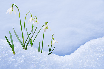 Image showing Group of snowdrop flowers  growing in snow