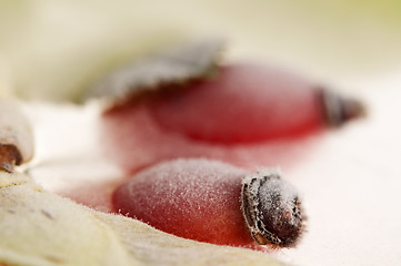 Image showing Frozen rose hips