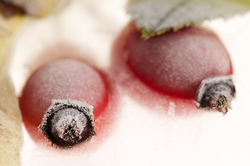 Image showing Frozen rose hips