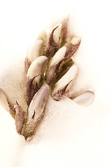 Image showing Frozen flowers. blossoms in the ice cube