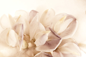 Image showing Frozen flowers. blossoms in the ice cube