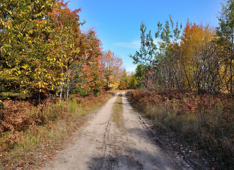 Image showing rural road and autumn forest