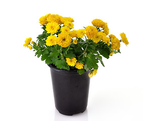 Image showing chrysanthemum flowers