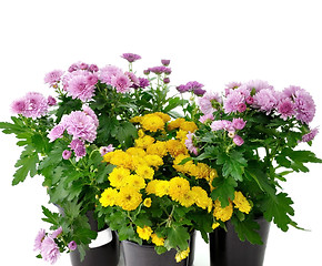 Image showing chrysanthemum flowers