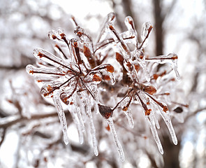 Image showing ice on a tree branches 