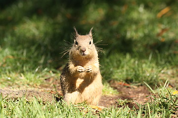 Image showing Curious Squirrel standing