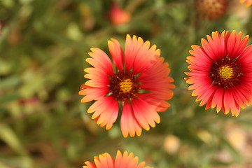 Image showing Two Little yellow and red flower