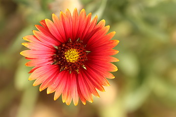 Image showing Little yellow and red flower