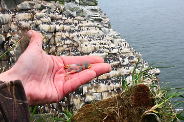 Image showing nestling of razorbill opposite colony