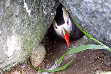 Image showing hiding puffin (Fratercula) 4