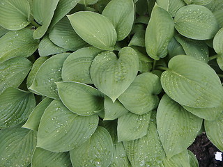 Image showing Leaves