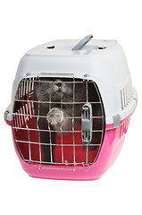 Image showing Pet carrier with cat