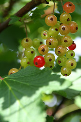 Image showing red berries