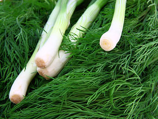 Image showing Fresh green dill and onion.