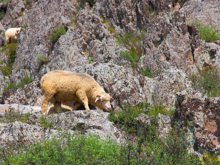 Image showing A sheep is eating grass on a beautiful mountain