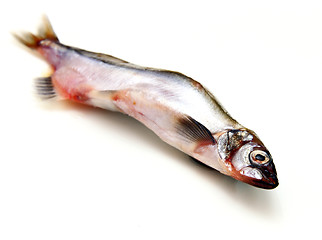 Image showing Capelin fish isolated on the white background