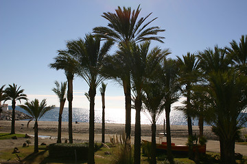 Image showing palm trees on the beach