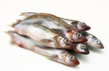 Image showing Capelin fish isolated on the white background