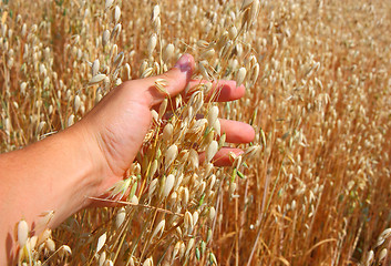 Image showing hand holds the ear of oats