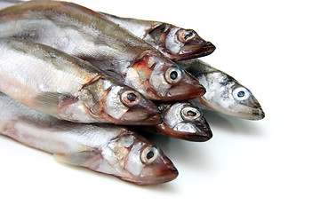 Image showing Capelin fish isolated on the white background