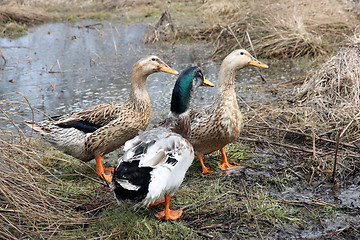 Image showing Three beautiful ducks 