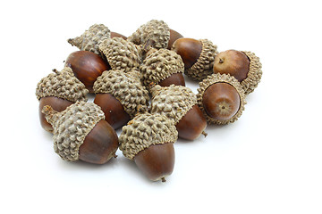 Image showing Autumn acorns