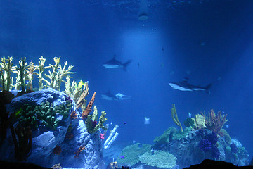 Image showing sharks
