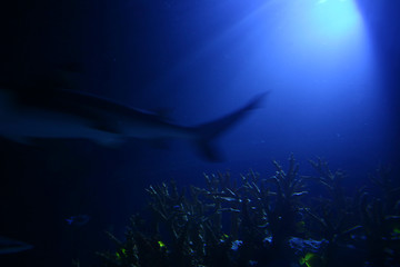 Image showing shark abstract