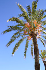 Image showing palm tree