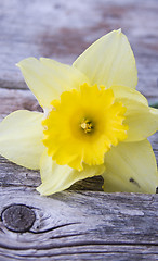 Image showing Daffodil