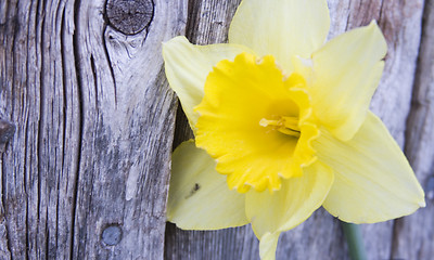 Image showing Yellow Daffodil