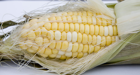 Image showing cob of corn