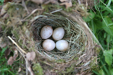 Image showing Birds Nest