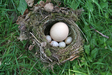 Image showing Intruder in the nest