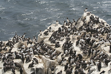 Image showing Guillemot Colony