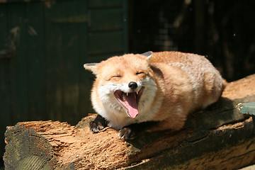 Image showing Smiling Fox