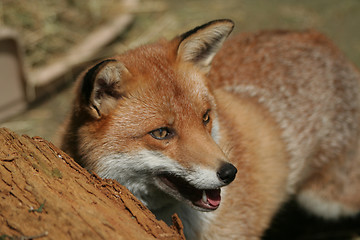 Image showing Fox