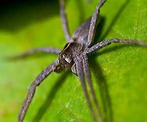 Image showing Hairy spider
