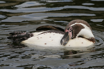 Image showing Penguin