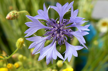 Image showing Cornflower