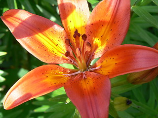 Image showing Red lily