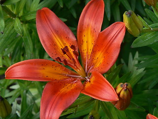 Image showing Red lily