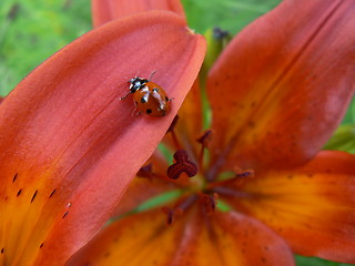 Image showing Red lily and ladybird