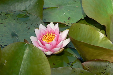 Image showing Pink water-lily