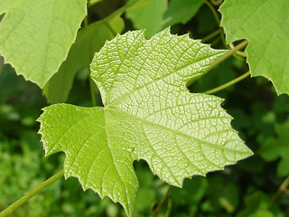 Image showing Vine