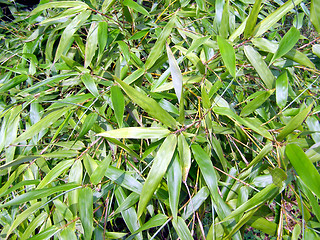 Image showing Bamboo