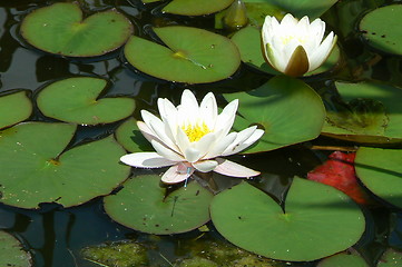 Image showing White water-lily