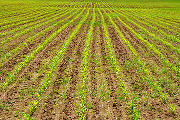Image showing cornfield