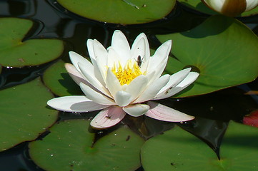 Image showing White water-lily